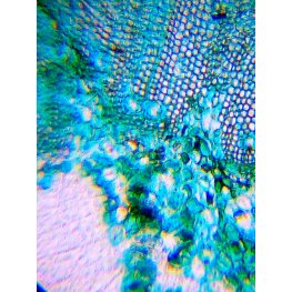 Levenhuk Mikroskops Bērniem ar Eksperimentālo Komplektu K50 LabZZ M101 Laima Krāsā 40x-640x bērnu optiskā ierīce
