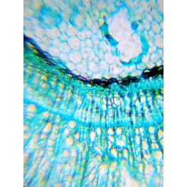 Levenhuk Mikroskops Bērniem ar Eksperimentālo Komplektu K50 LabZZ M101 Violētā Krāsā 40x-640x bērnu optiskā ierīce