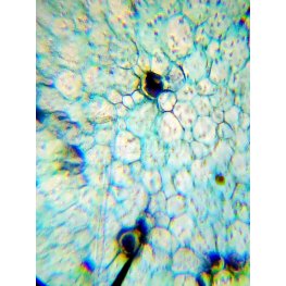 Levenhuk Mikroskops Bērniem ar Eksperimentālo Komplektu K50 LabZZ M101 Oranžā Krāsā 40x-640x bērnu optiskā ierīce
